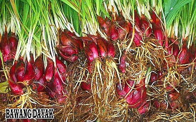 BAWANG DAYAK - foto 2
