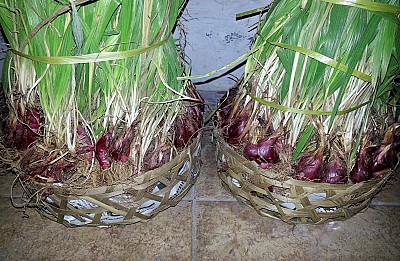 BAWANG DAYAK - foto 3